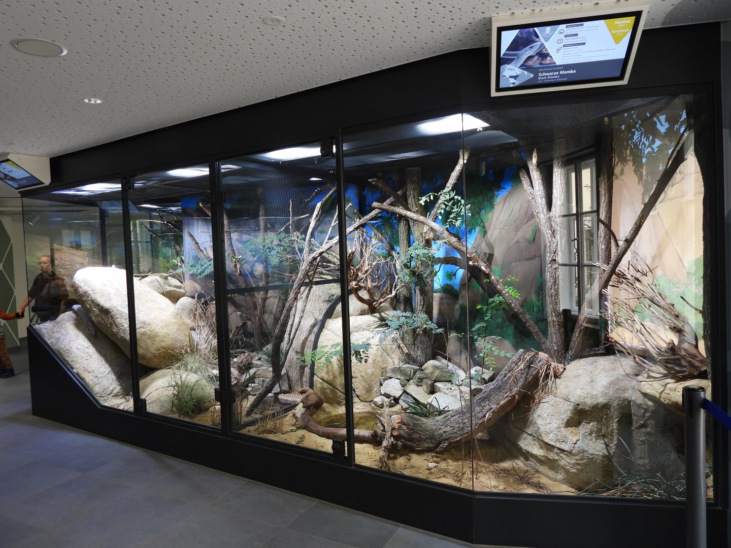 Haus der Natur Salzburg - Part of the African savannah panorma