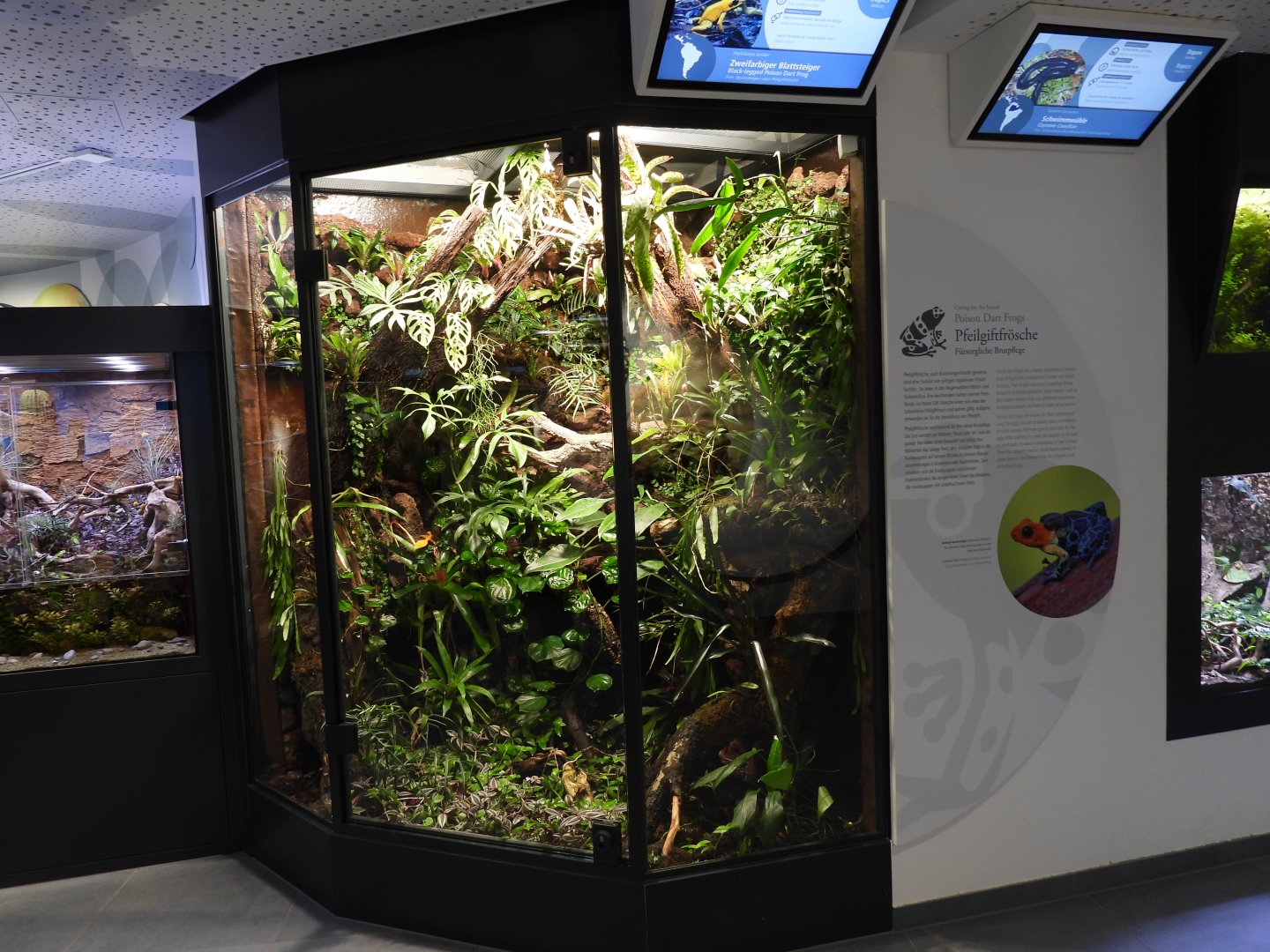 Haus der Natur Salzburg - Poison dart frogs