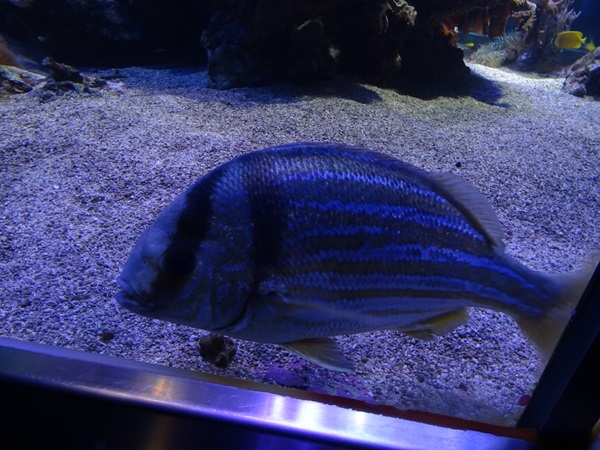 Haus der Natur Salzburg: Porkfish (Anisotremus virginicus)