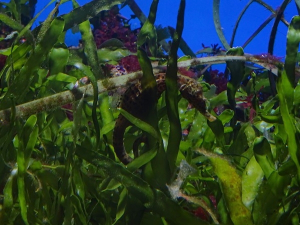 Haus der Natur Salzburg: Pot-bellied seahorse (Hippocampus abdominalis)