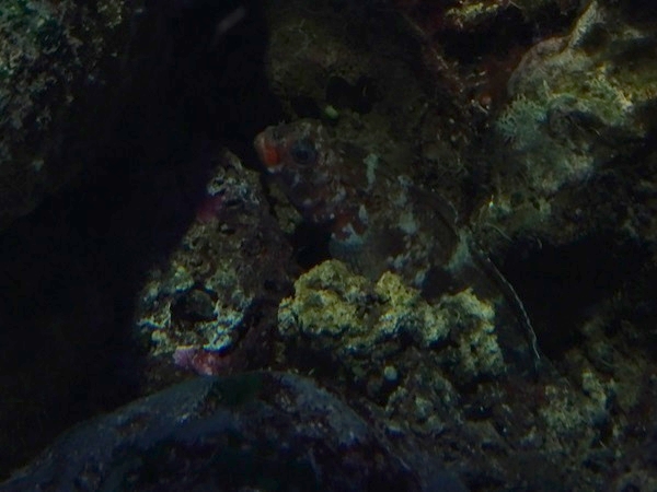 Haus der Natur Salzburg: Red-mouthed goby (Gobius cruentatus)