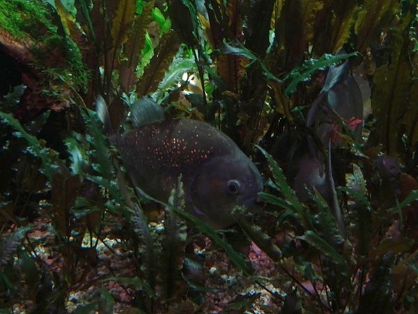 Haus der Natur Salzburg: Red Piranha (Pygocentrus nattereri)