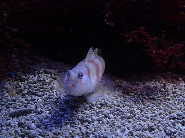 Haus der Natur Salzburg: Shrimp-goby (Amblyeleotris steinitzi)