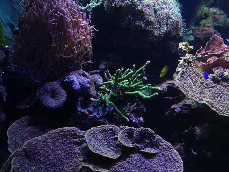 Haus der Natur Salzburg: Small coral reef tank