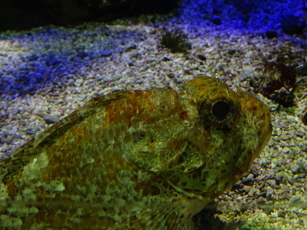Haus der Natur Salzburg:  Small red scorpionfish (Scorpaena notata)