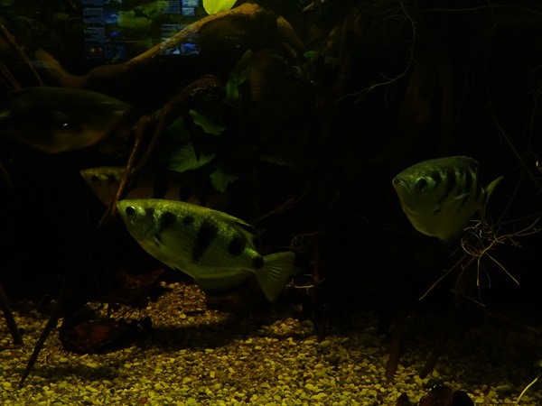 Haus der Natur Salzburg: Spotted archerfish (Toxotes chatareus)