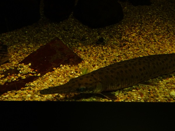 Haus der Natur Salzburg: Spotted gar (Lepisosteus oculatus)