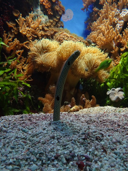 haus der Natur Salzburg: Spotted garden eel (Heteroconger hassi)