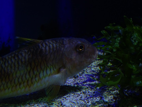 Haus der Natur Salzburg: Striped red mullet (Mullus surmuletus)