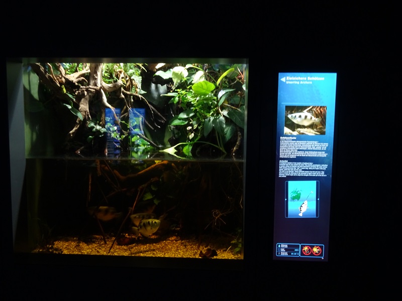 Haus der Natur Salzburg: Tank for archerfish