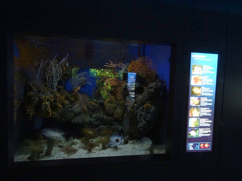 Haus der Natur Salzburg: Tank for boarfish