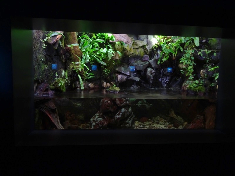 Haus der Natur Salzburg:   Tank for brown trout