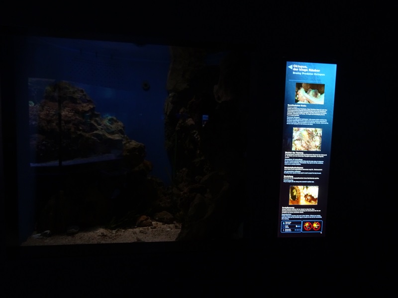 Haus der Natur Salzburg: Tank for common octopus