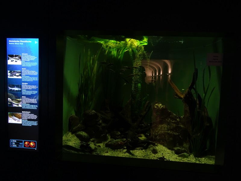 Haus der Natur Salzburg:  Tank for European freshwater fishes