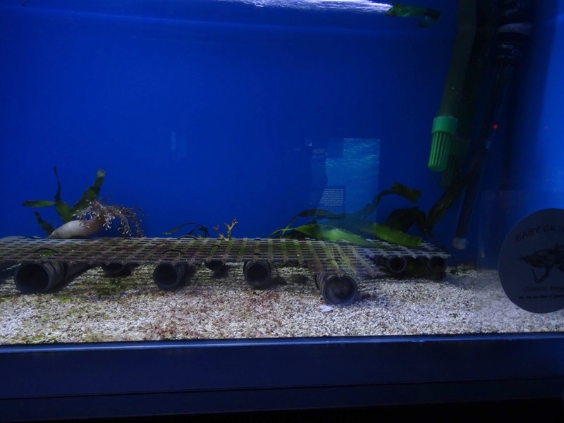 Haus der Natur Salzburg:  Tank for four-eyed octopus