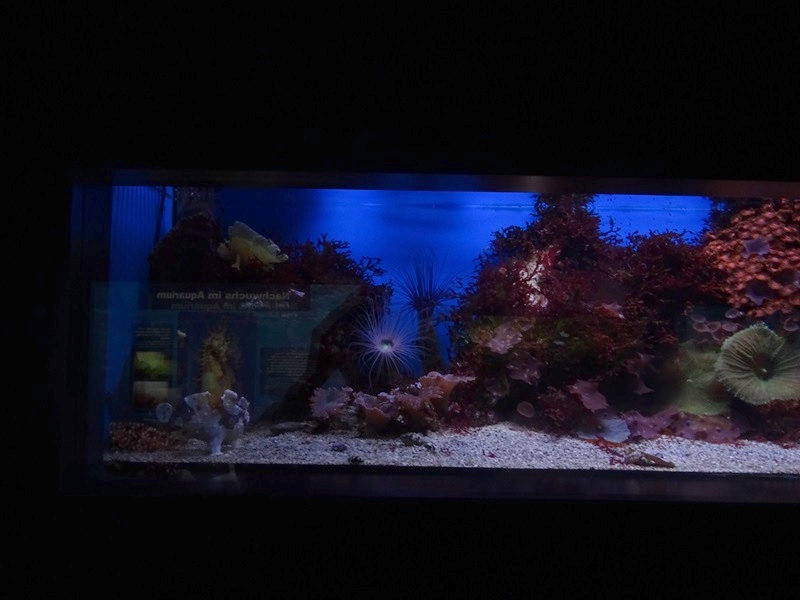 Haus der Natur Salzburg: Tank for frogfish and leaf scorpionfish