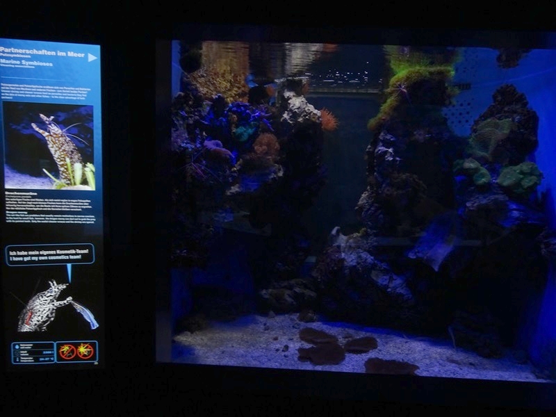 Haus der Natur Salzburg: Tank for leopard moray