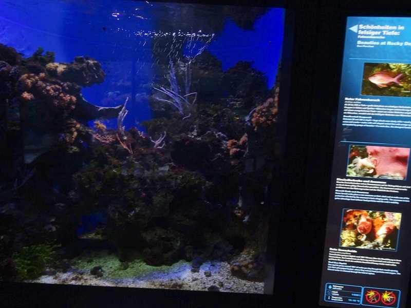 Haus der Natur Salzburg: Tank for mullet, flounder, seaperch and others