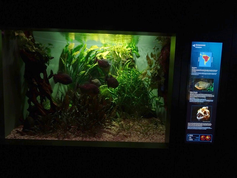 Haus der Natur Salzburg: Tank for piranha