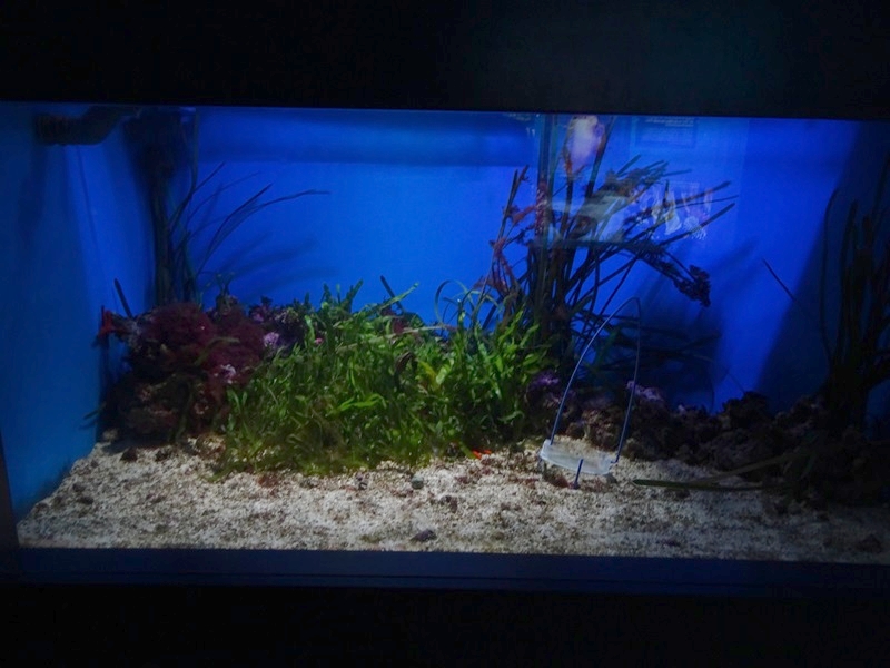 Haus der Natur Salzburg: Tank for pot-bellied seahorses