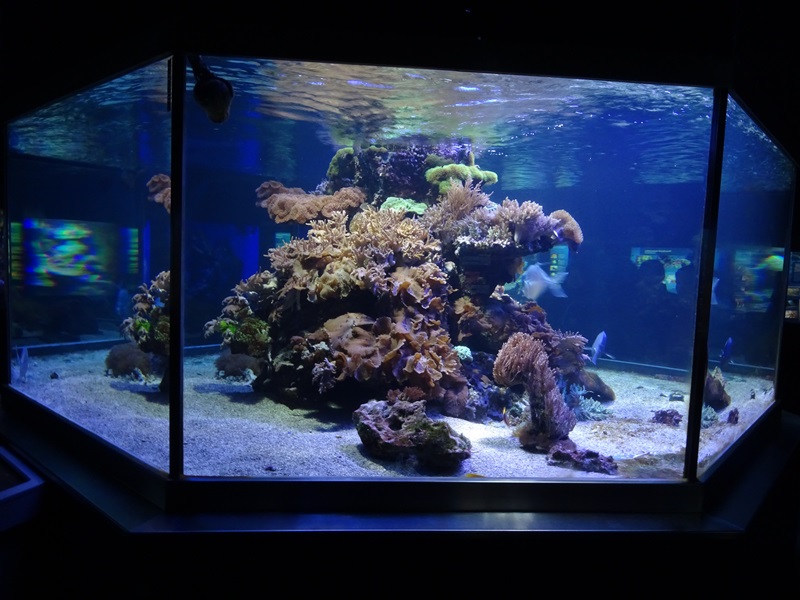 Haus der Natur Salzburg: Tank for ribbontail ray, lookdown and others