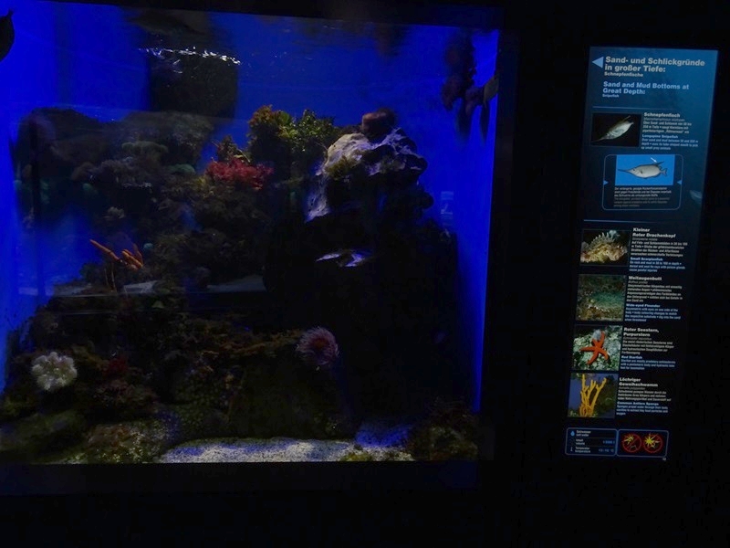 Haus der Natur Salzburg: Tank for snipefish, scorpionfish and others