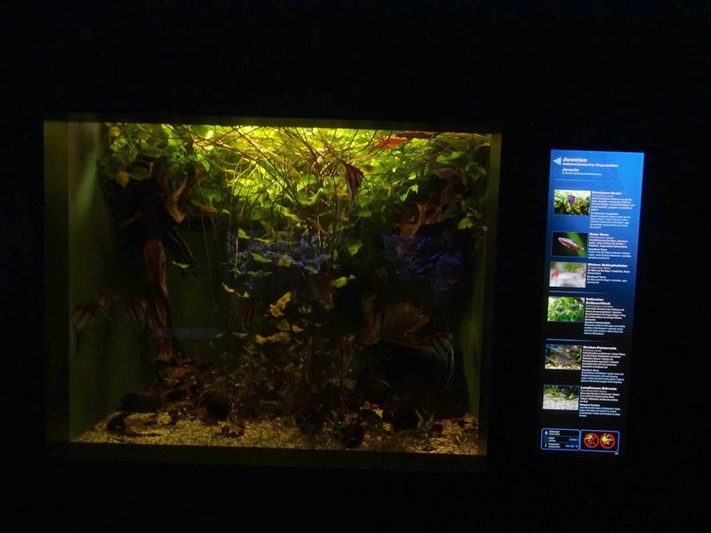 Haus der Natur Salzburg: Tank for South-American fishes