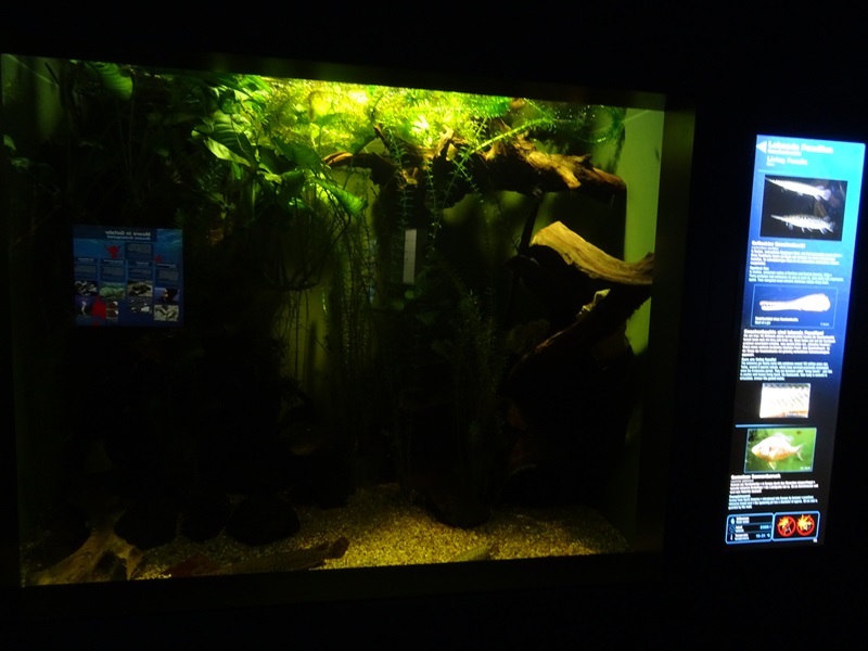 Haus der Natur Salzburg: Tank for spotted gar