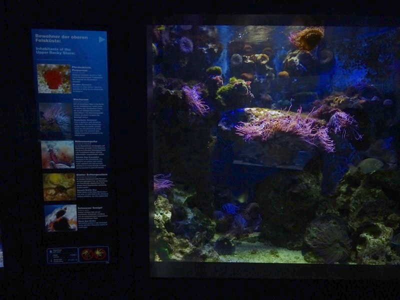 Haus der Natur Salzburg: Tank for various invertabrates