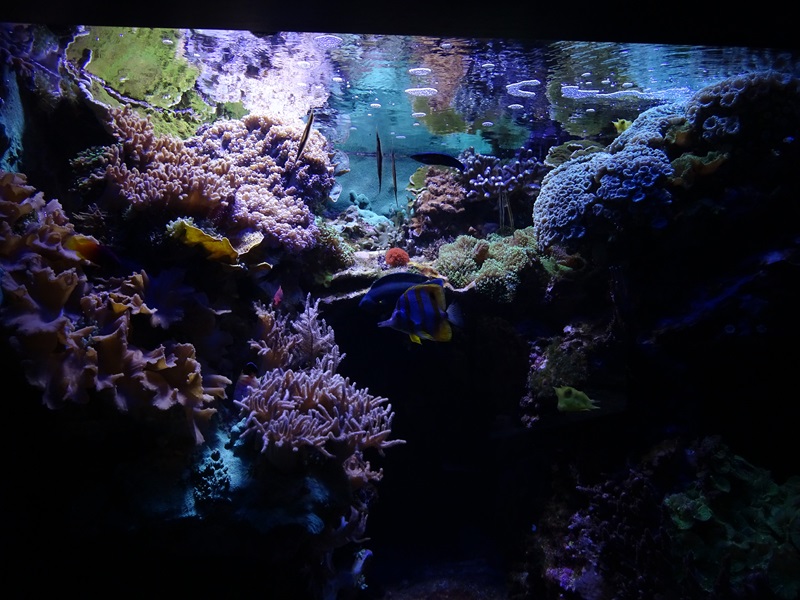 Haus der Natur Salzburg: Tank for various species