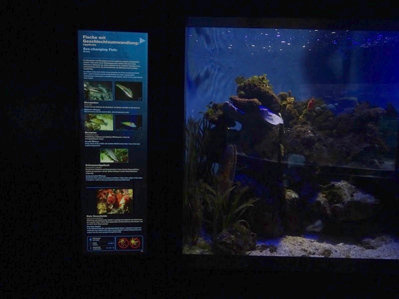 Haus der Natur Salzburg: Tank for various wrasses