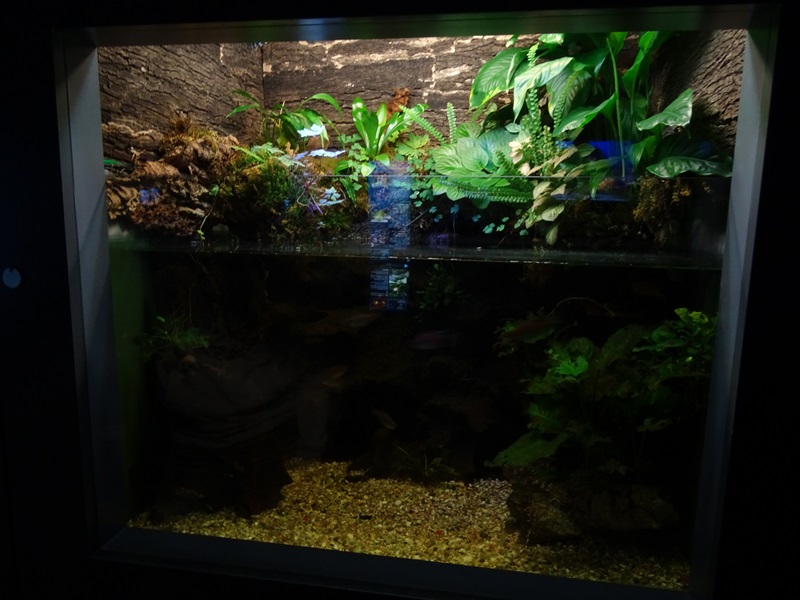 Haus der Natur Salzburg: Tank for West-African fishes.