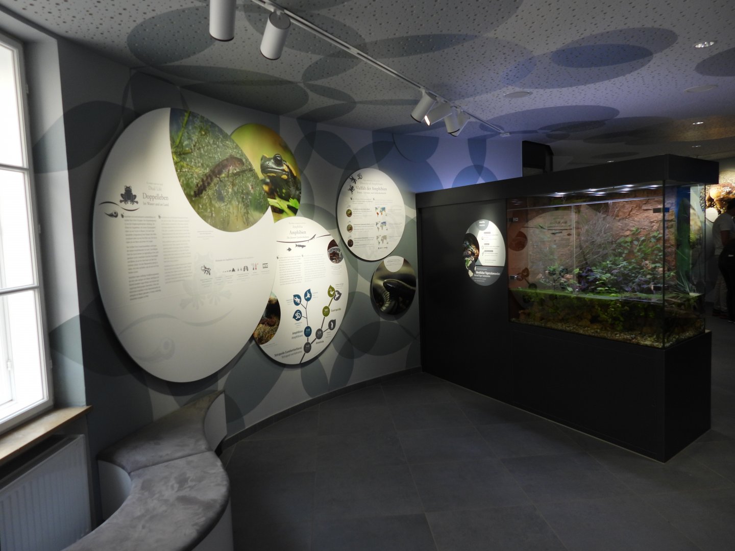 Haus der Natur Salzburg - Tiger salamander