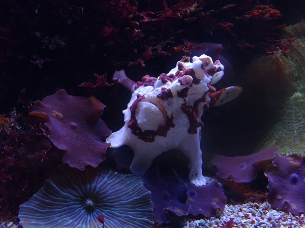 Haus der Natur Salzburg: Warty frogfish (Antennarius maculatus)