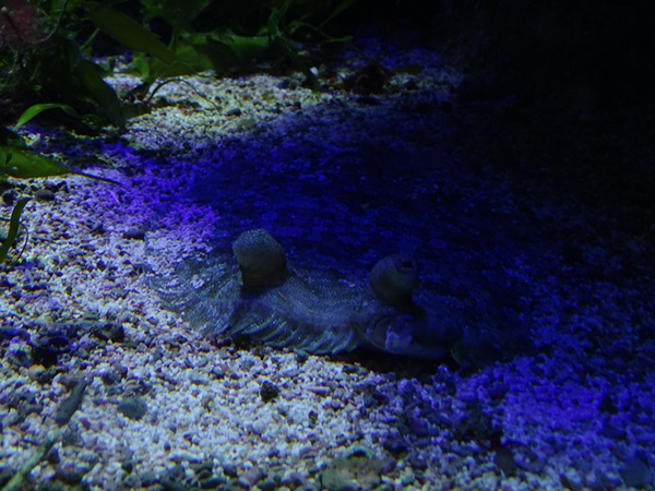 Haus der Natur Salzburg:  Wide-eyed flounder (Bothus podas)