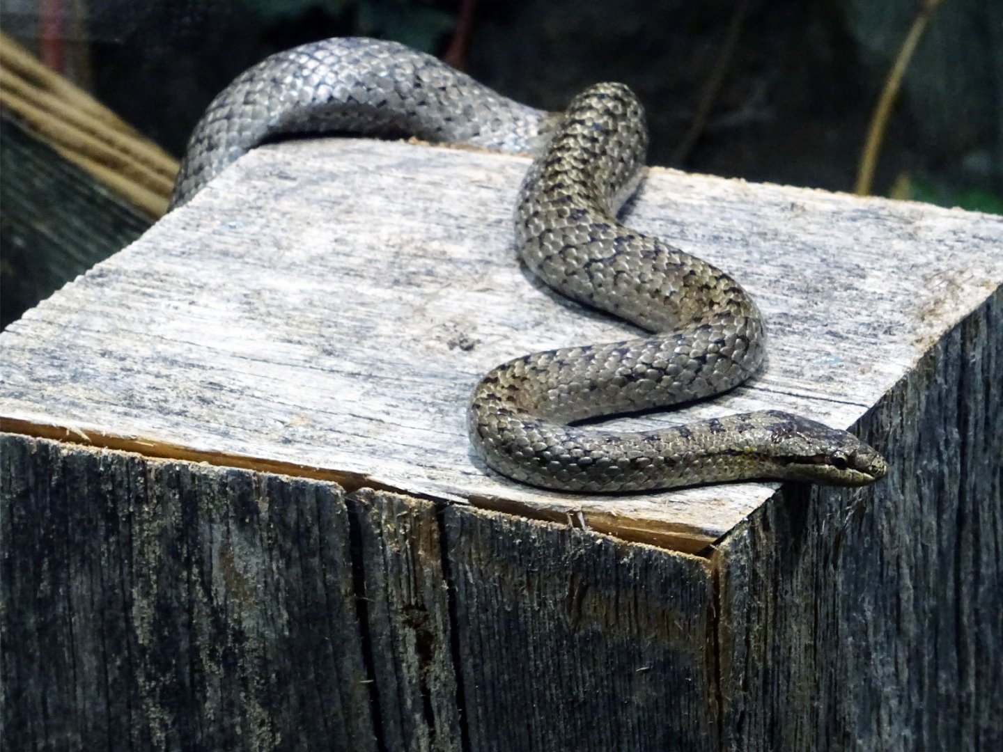 Haus der Natur - Smooth Snake