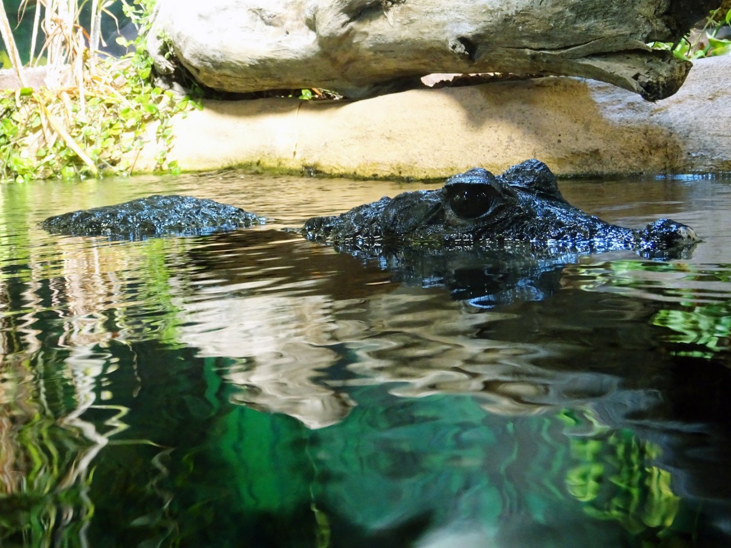 Haus der Natur - West African Dwarf Crocodile