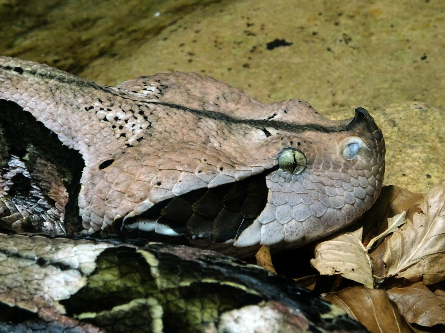 Haus der Natur - West African Gaboon Viper