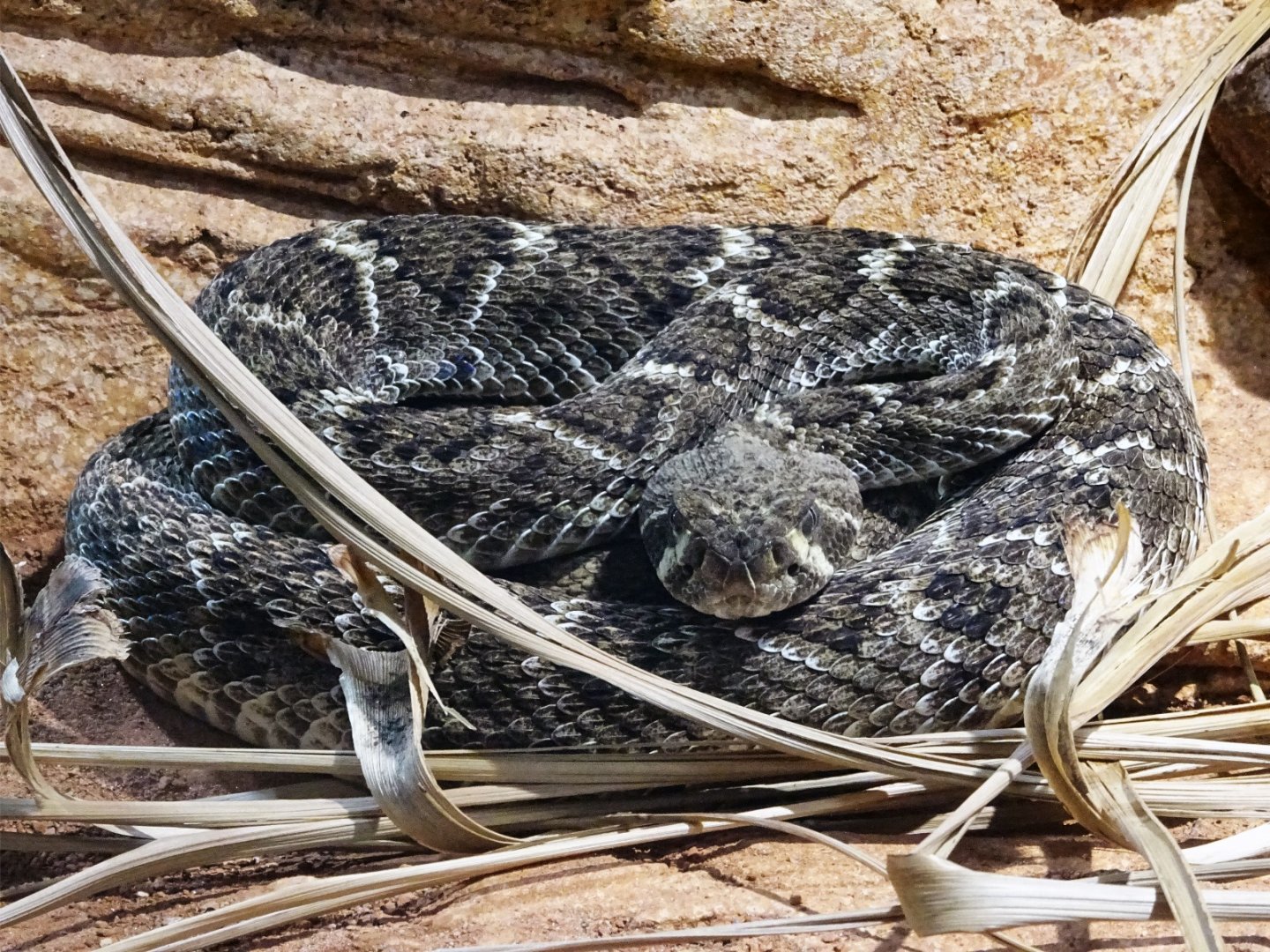 Haus der Natur - Western Diamondback Rattlesnake