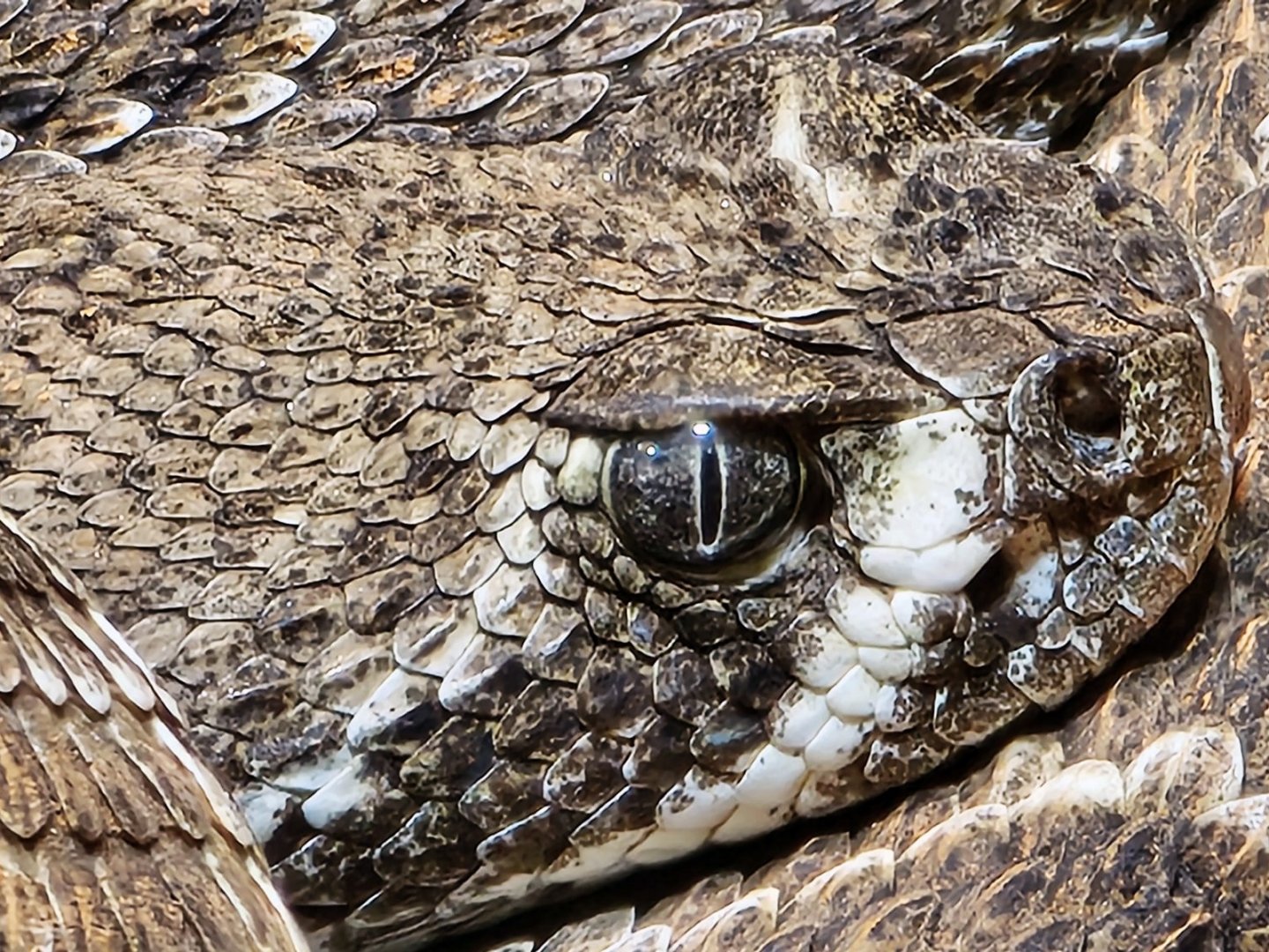 Haus der Natur - Western Diamondback Rattlesnake