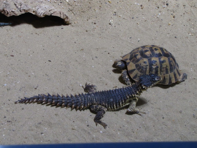 Haus des Meeres 20.06.2010