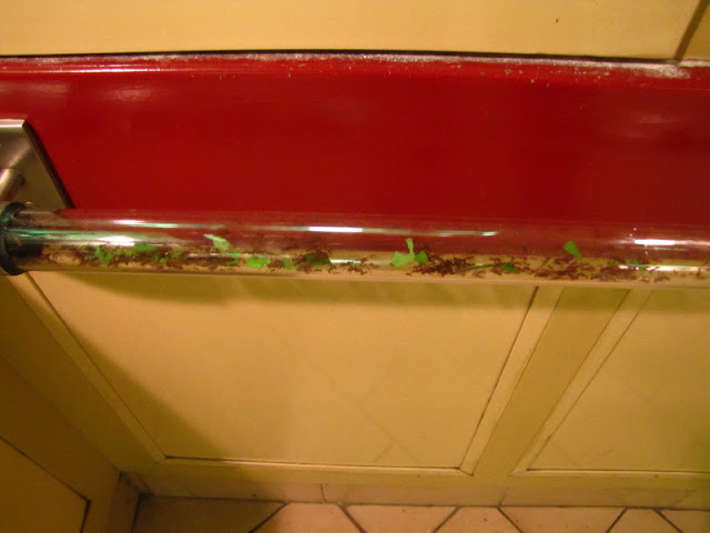 Haus des Meeres 20.06.2010