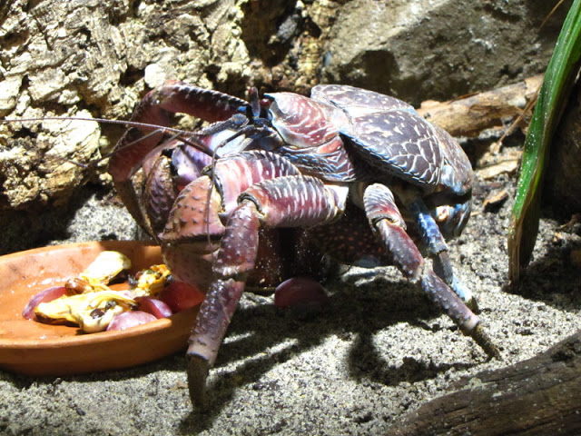 Haus des Meeres 20.06.2010