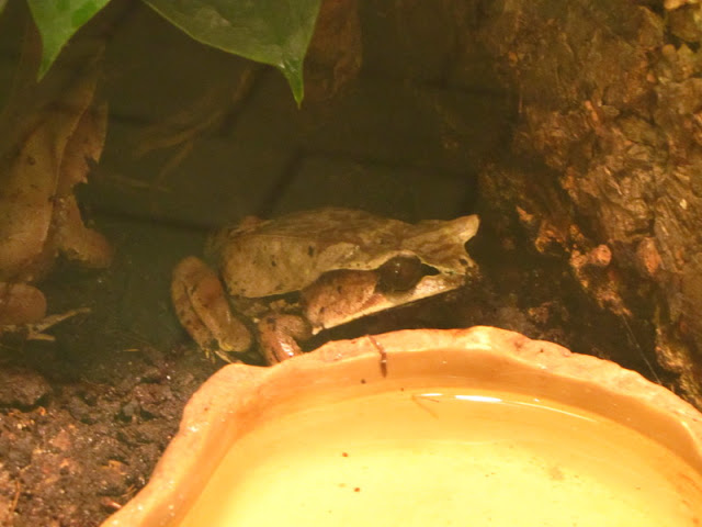 Haus des Meeres 20.06.2010