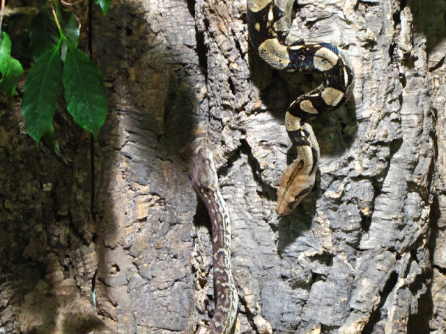 Haus des Meeres 20.06.2010