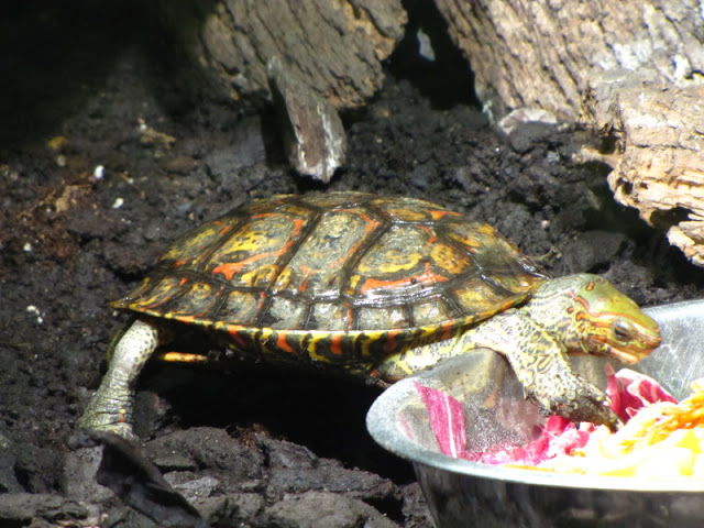 Haus des Meeres 20.06.2010