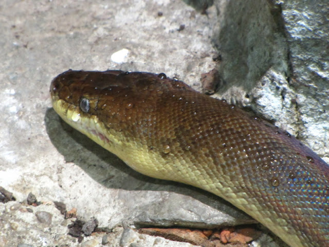 Haus des Meeres 20.06.2010