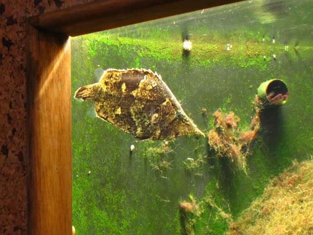 Haus des Meeres 20.06.2010