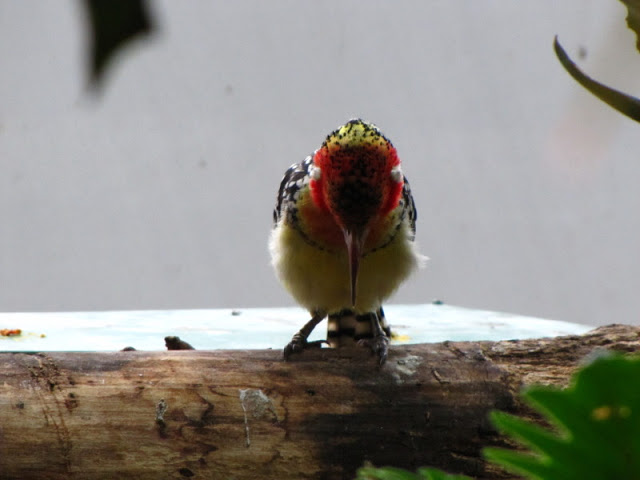 Haus des Meeres 20.06.2010