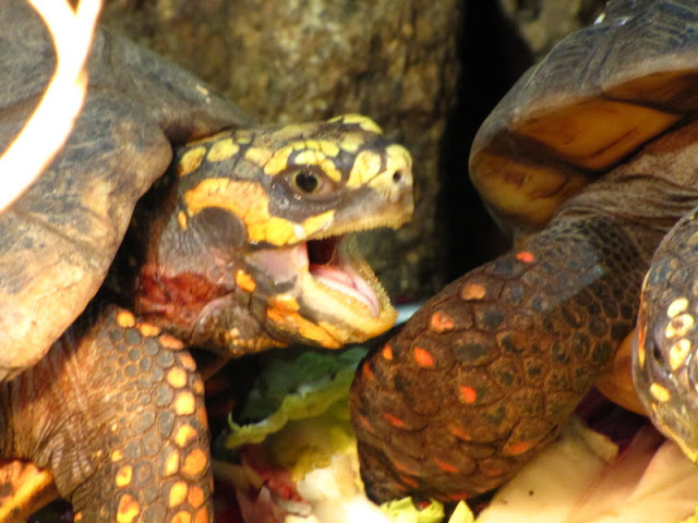 Haus des Meeres 20.06.2010